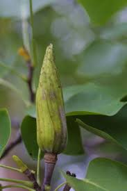 Attēlu rezultāti vaicājumam “Liriodendron tulipifera”