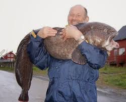 Image result for Anarhichas lupus