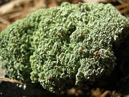 Attēlu rezultāti vaicājumam “Cladonia caespiticia”