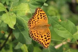 Attēlu rezultāti vaicājumam “Argynnis paphia female”