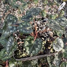 Attēlu rezultāti vaicājumam “Cyclamen hederifolium”