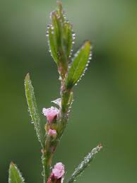 Attēlu rezultāti vaicājumam “Polygonum aviculare flower”