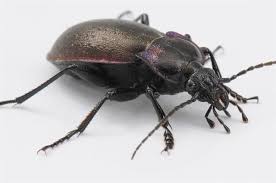 Attēlu rezultāti vaicājumam “Carabus nemoralis”
