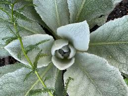 Attēlu rezultāti vaicājumam “Verbascum thapsus leaf”
