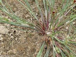 Attēlu rezultāti vaicājumam “Juncus bufonius bud”