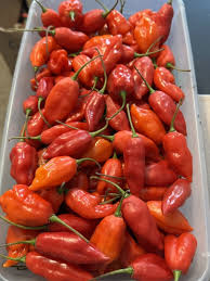 Afbeeldingsresultaat voor paper lantern hot pepper