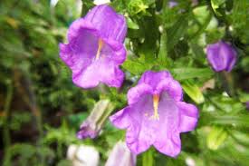 Image result for Marienglockenblumen