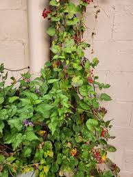 Attēlu rezultāti vaicājumam “Solanum dulcamara flower”