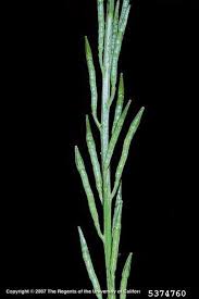 Attēlu rezultāti vaicājumam “Sinapis arvensis fruit”