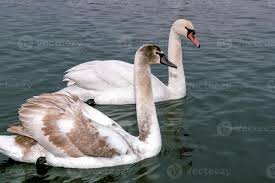 Attēlu rezultāti vaicājumam “Cygnus olor”