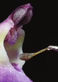 Attēlu rezultāti vaicājumam “Orchis mascula bud”