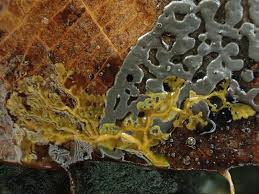 Attēlu rezultāti vaicājumam “Didymium serpula”