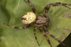 Attēlu rezultāti vaicājumam “Araneus quadratus male”