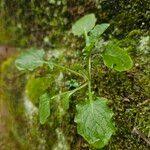 Attēlu rezultāti vaicājumam “Lapsana communis fruit”