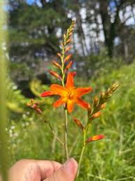 Attēlu rezultāti vaicājumam “Iridaceae”