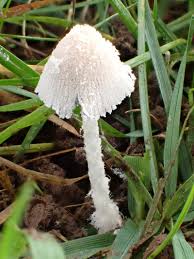 Attēlu rezultāti vaicājumam “Didymium xanthopus macro”