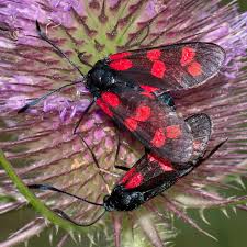 Attēlu rezultāti vaicājumam “Zygaena filipendulae”
