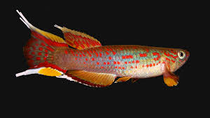 Image result for Aphyosemion