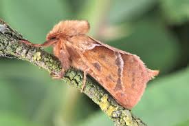 Attēlu rezultāti vaicājumam “Hepialus sylvina female”