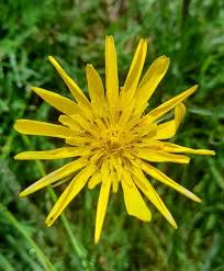 Image result for Tragopogon pratensis