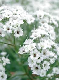 Attēlu rezultāti vaicājumam “Gypsophila fastigiata flower”