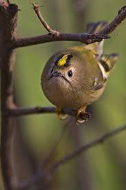 Attēlu rezultāti vaicājumam “Regulus regulus adult”