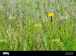 Attēlu rezultāti vaicājumam “Hieracium vulgatum bud”