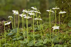Attēlu rezultāti vaicājumam “Moneses uniflora flower”