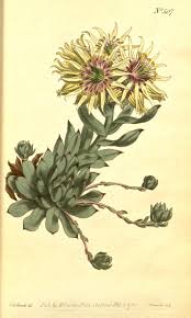 Attēlu rezultāti vaicājumam “Jovibarba globifera flower”