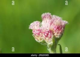 Attēlu rezultāti vaicājumam “Antennaria dioica female flower”