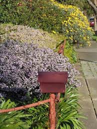 Attēlu rezultāti vaicājumam “Diderma rufostriatum young”