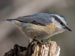 Image result for Sitta canadensis