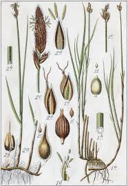 Attēlu rezultāti vaicājumam “Carex disticha”