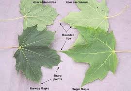 Attēlu rezultāti vaicājumam “Acer platanoides”