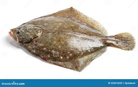 Image result for Paralichthys albigutta