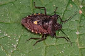 Attēlu rezultāti vaicājumam “Pentatoma rufipes”