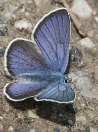 Attēlu rezultāti vaicājumam “Cyaniris semiargus underside”