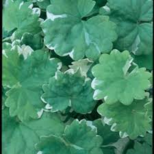 Image result for Glechoma hederacea