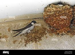 Attēlu rezultāti vaicājumam “Delichon urbicum adult”