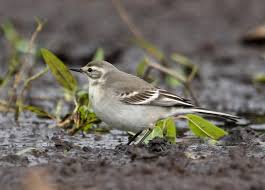 Attēlu rezultāti vaicājumam “Motacilla citreola”
