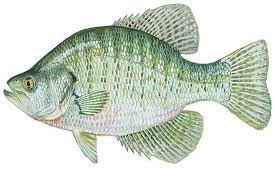 Image result for Pomoxis annularis