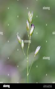 Attēlu rezultāti vaicājumam “Danthonia decumbens bud”
