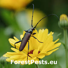 Attēlu rezultāti vaicājumam “Aromia moschata”