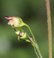 Attēlu rezultāti vaicājumam “Scrophularia nodosa leaf”