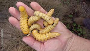 Attēlu rezultāti vaicājumam “Cerambycidae larva”