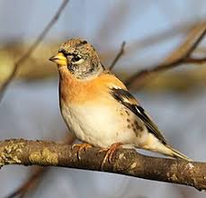 「アトリ・レギンハルト」の画像検索結果