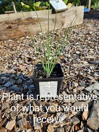 Attēlu rezultāti vaicājumam “Allium schoenoprasum fruit”