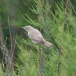 Image result for Hippolais caligata