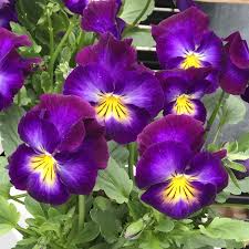 Image result for violet