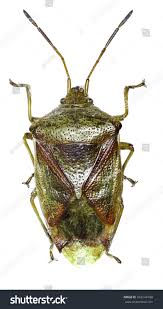 Attēlu rezultāti vaicājumam “Elasmostethus interstinctus”